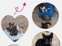 Gato raça SRD-ViraLata idade 2 a 6 meses nome 7 gatinhos