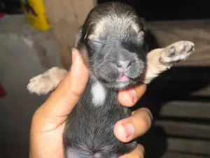 Cachorro raça SRD-ViraLata idade Abaixo de 2 meses nome Ainda sem nome 