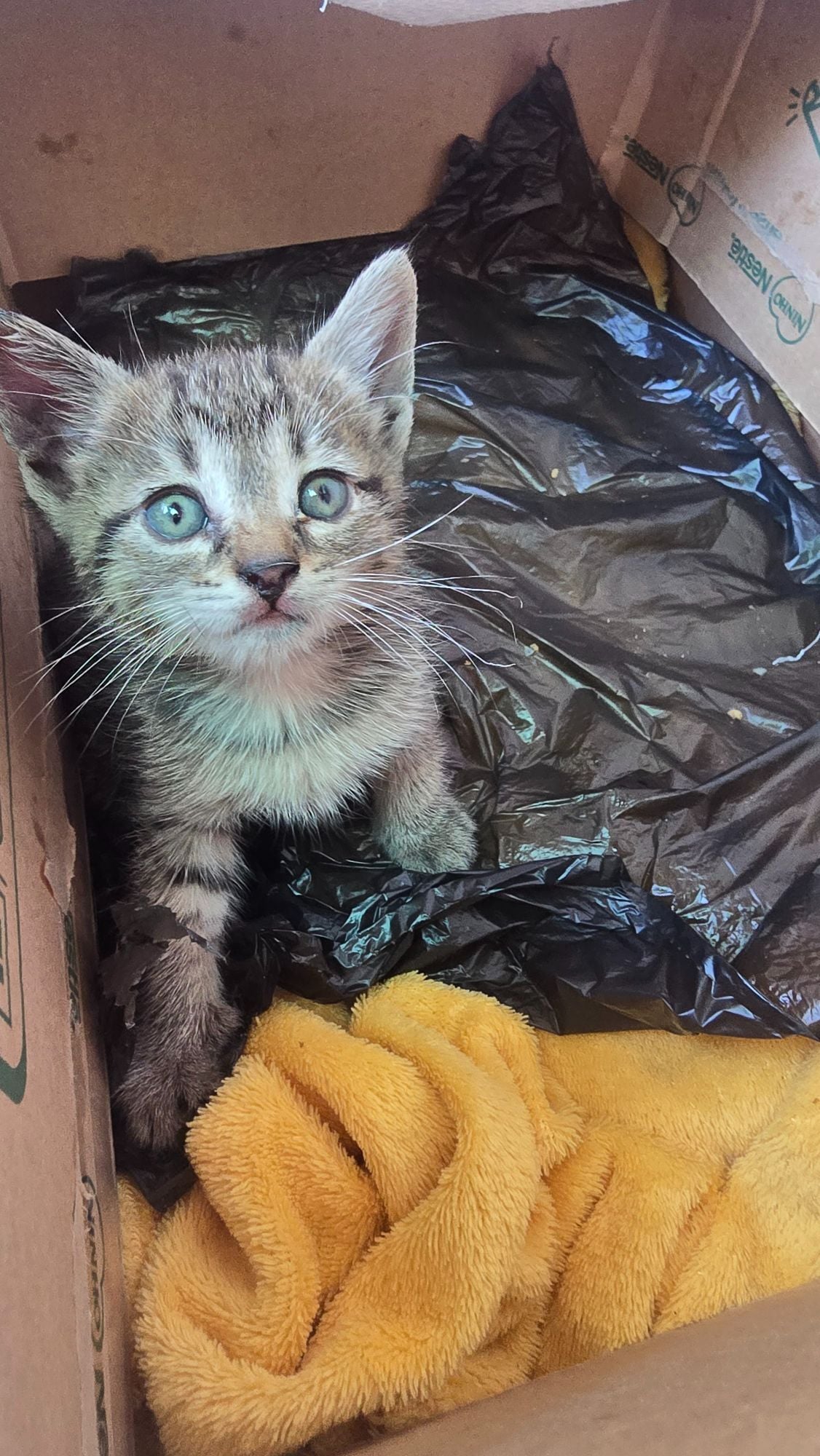 Gato raça SRD-ViraLata idade 2 a 6 meses nome Pirata