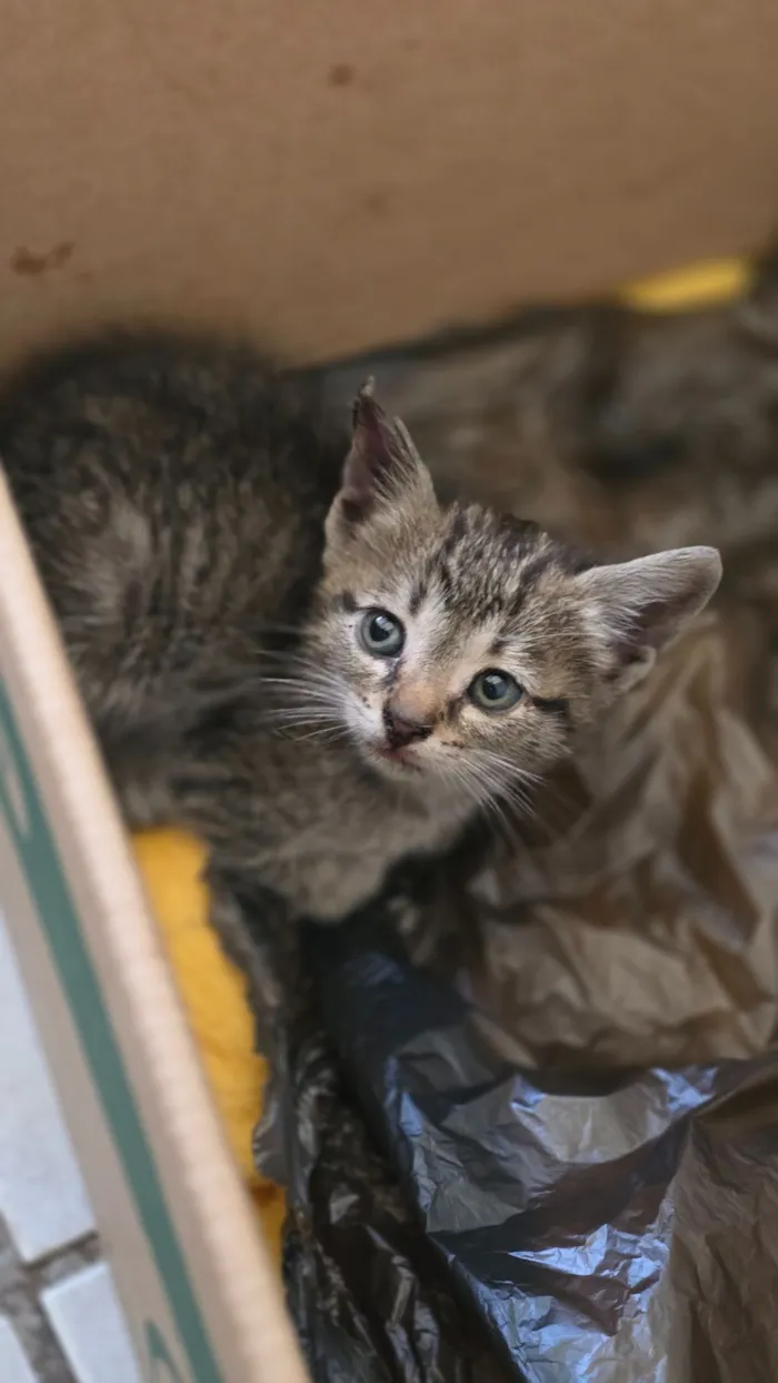 Gato raça SRD-ViraLata idade 2 a 6 meses nome Pirata