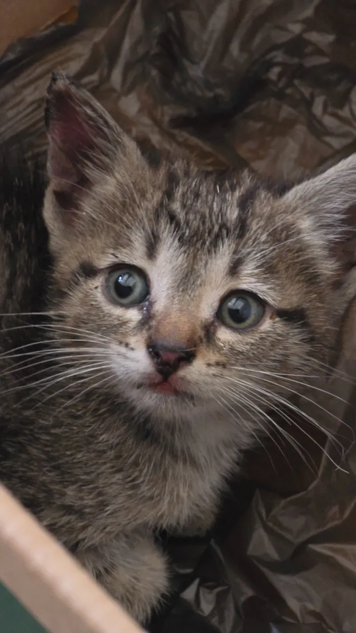 Gato raça SRD-ViraLata idade 2 a 6 meses nome Pirata