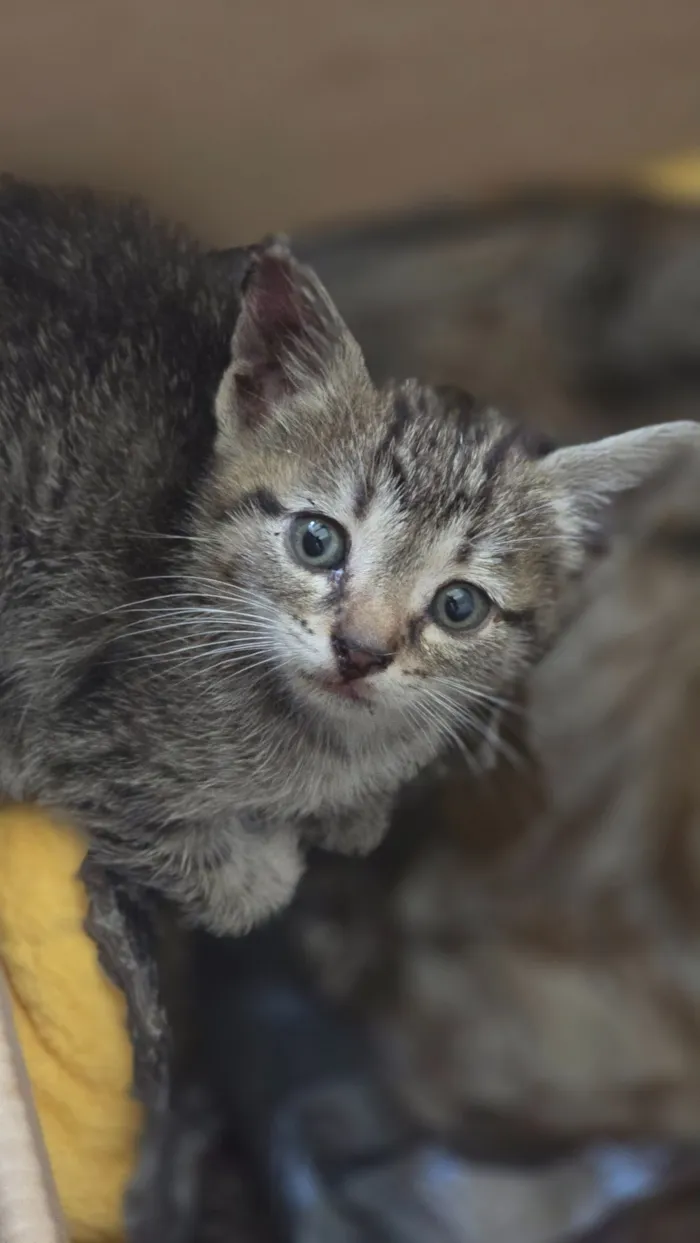 Gato raça SRD-ViraLata idade 2 a 6 meses nome Pirata