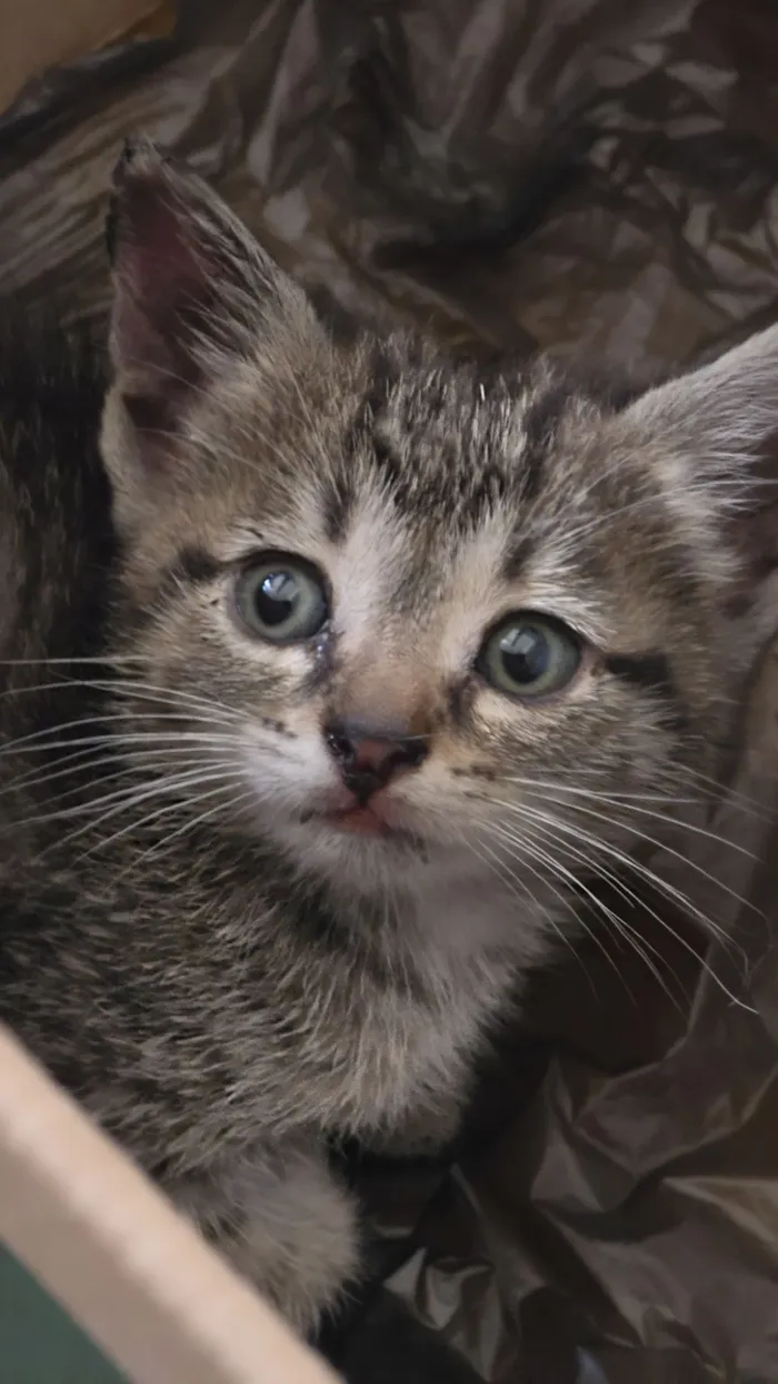 Gato raça SRD-ViraLata idade 2 a 6 meses nome Pirata