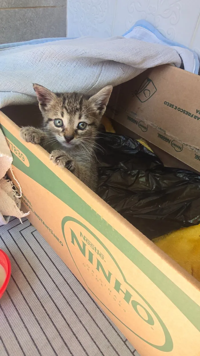 Gato raça SRD-ViraLata idade 2 a 6 meses nome Pirata