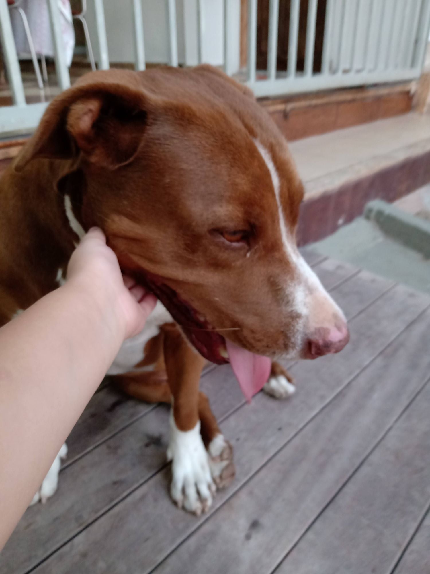 Cachorro raça Pit-Bull idade 6 ou mais anos nome Bruce