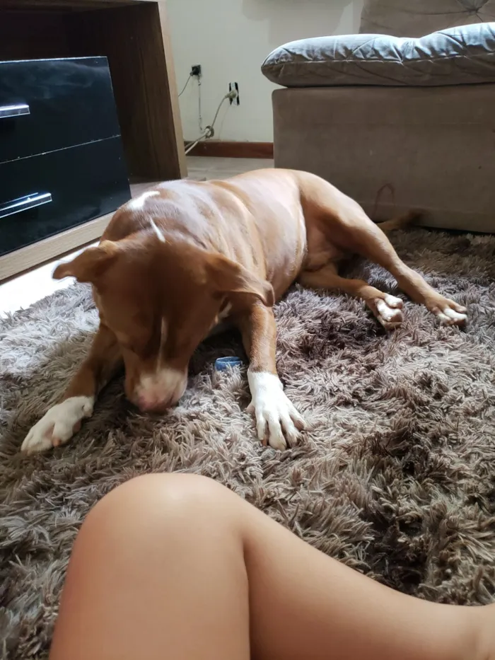 Cachorro raça Pit-Bull idade 6 ou mais anos nome Bruce