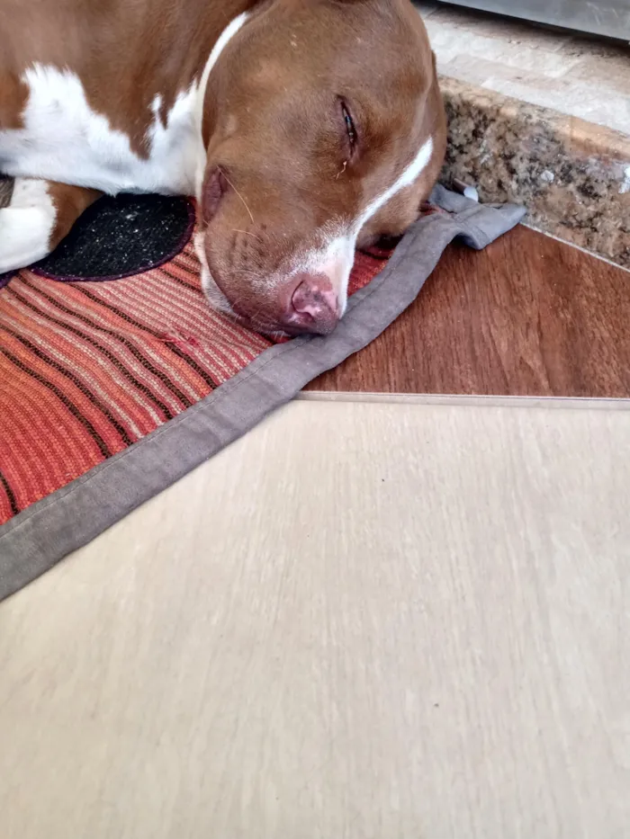 Cachorro raça Pit-Bull idade 6 ou mais anos nome Bruce