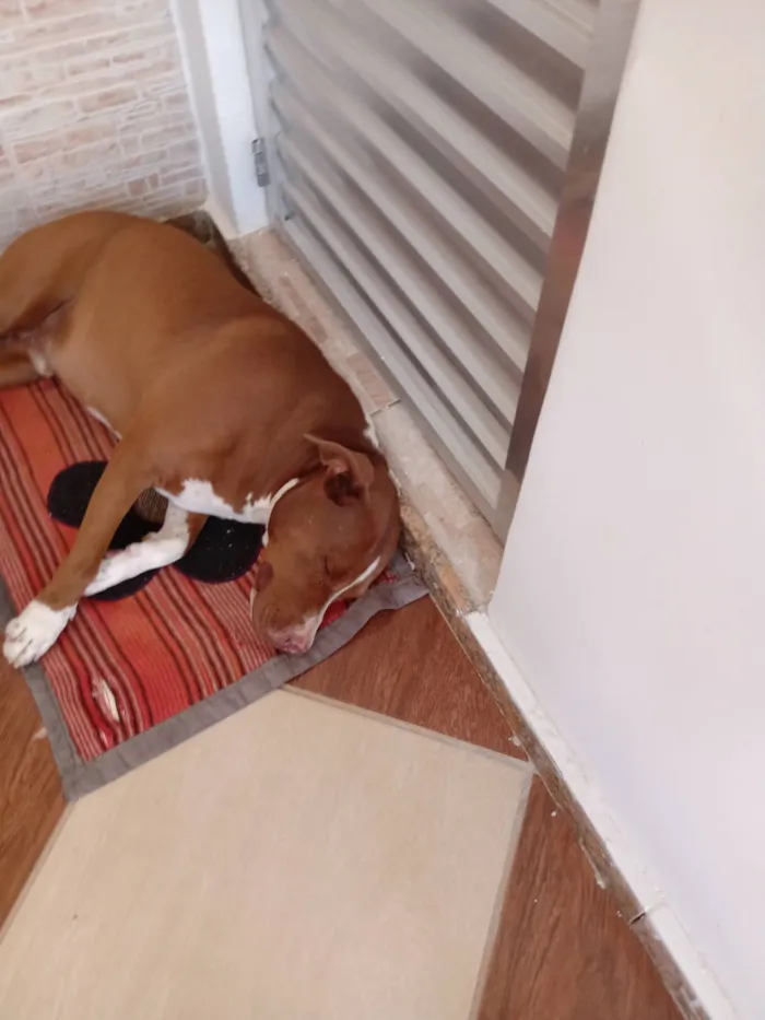 Cachorro raça Pit-Bull idade 6 ou mais anos nome Bruce