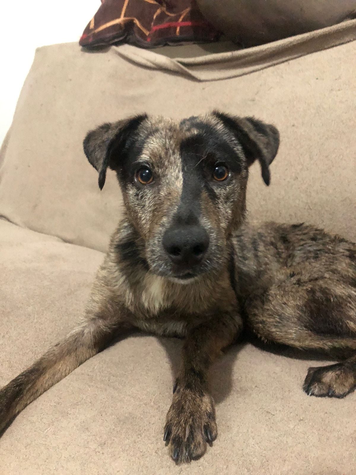 Cachorro raça SRD-ViraLata idade 1 ano nome Bradok