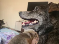 Cachorro raça SRD-ViraLata idade 4 anos nome Mel