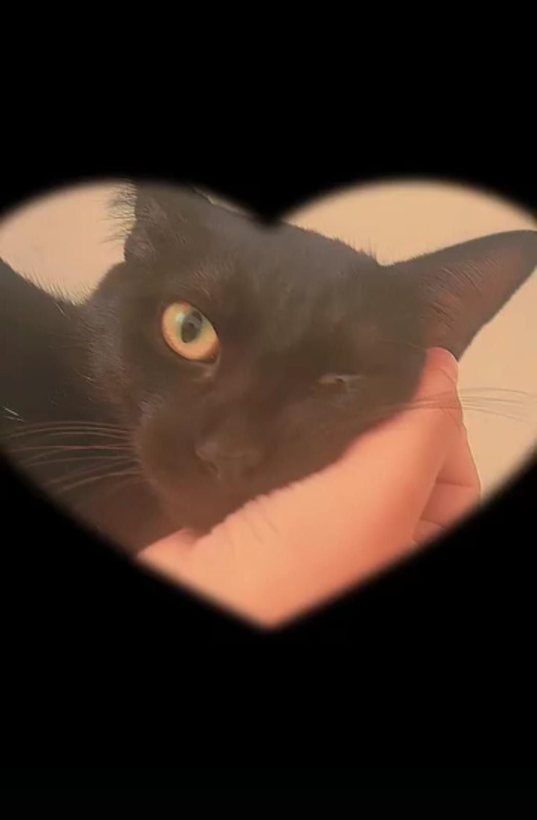 Gato raça SRD-ViraLata idade 1 ano nome PEETA 