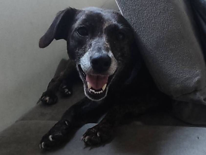 Cachorro raça SRD-ViraLata idade 4 anos nome Mel