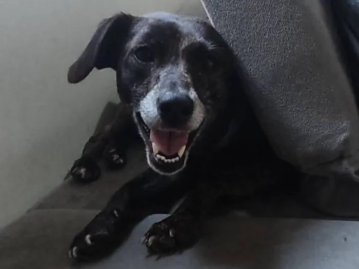 Cachorro raça SRD-ViraLata idade 4 anos nome Mel