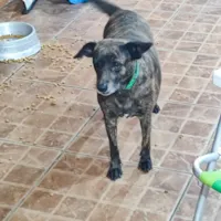 Cachorro raça SRD-ViraLata idade 2 a 6 meses nome Jujuba