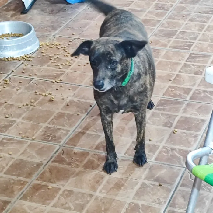 Cachorro raça SRD-ViraLata idade 2 a 6 meses nome Jujuba