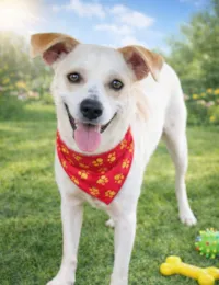 Cachorro raça SRD-ViraLata idade 1 ano nome Jaime