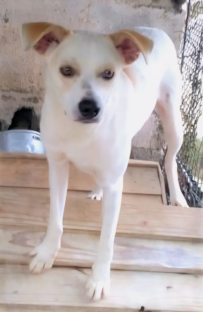 Cachorro raça SRD-ViraLata idade 1 ano nome Jaime