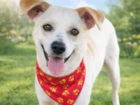 Cachorro raça SRD-ViraLata idade 1 ano nome Jaime