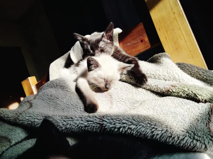 Gato raça Siamês idade 2 a 6 meses nome SEM NOME