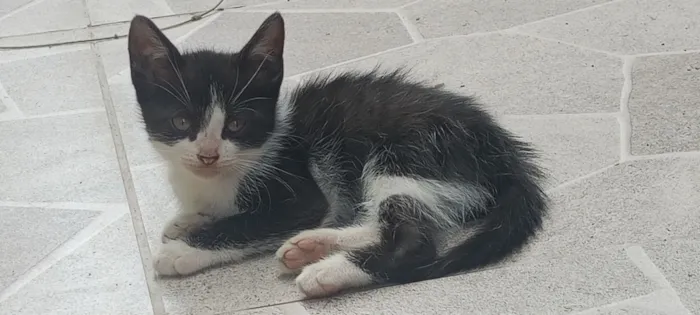 Gato raça SRD-ViraLata idade 2 a 6 meses nome Luke e mel