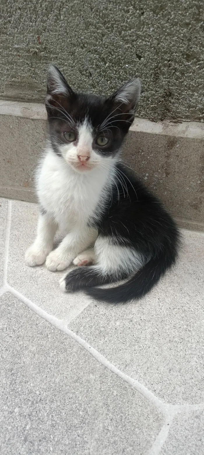 Gato raça SRD-ViraLata idade 2 a 6 meses nome Luke e mel