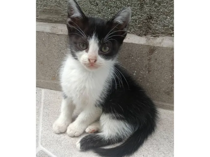 Gato raça SRD-ViraLata idade 2 a 6 meses nome Luke e mel