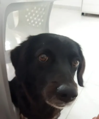 Cachorro raça SRD-ViraLata idade 4 anos nome KIARA