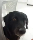 Cachorro raça SRD-ViraLata idade 4 anos nome KIARA