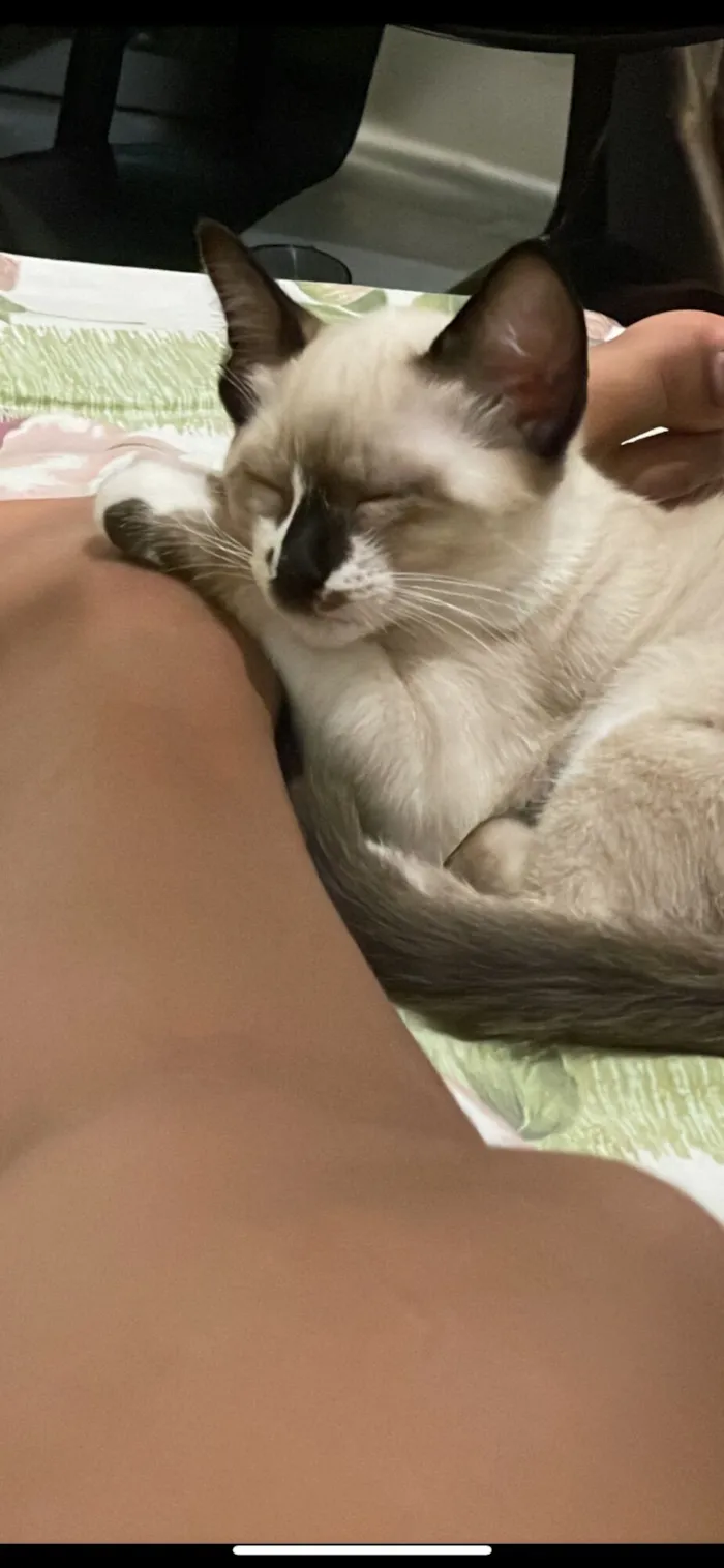 Gato raça Siamês idade 2 a 6 meses nome Soninho