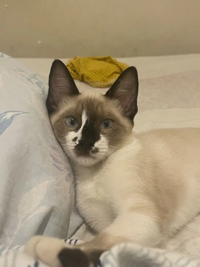 Gato raça Siamês idade 2 a 6 meses nome Soninho