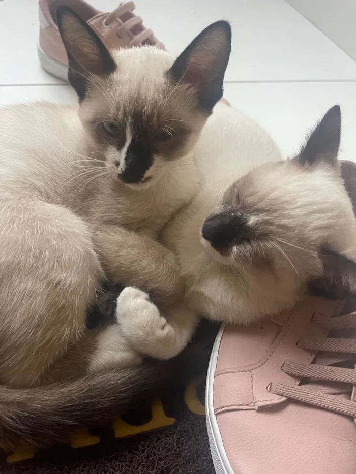 Gato raça Siamês idade 2 a 6 meses nome Soninho