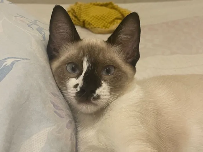 Gato raça Siamês idade 2 a 6 meses nome Soninho