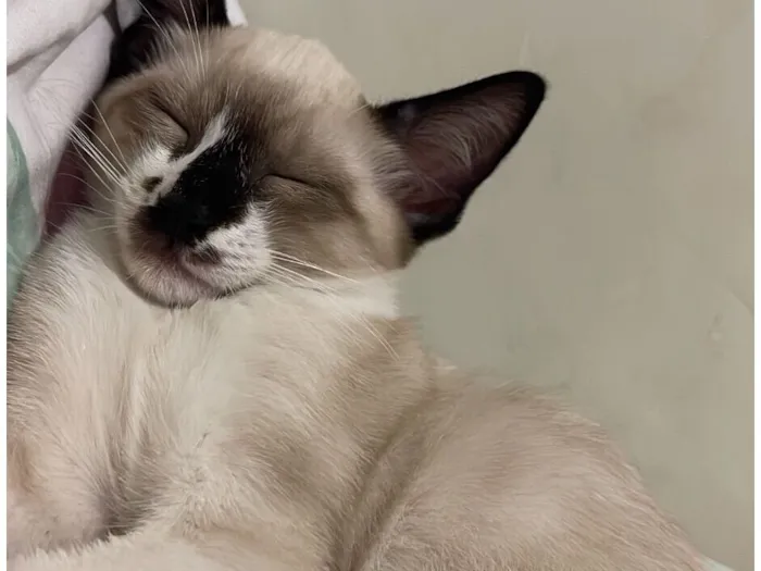 Gato raça Siamês idade 2 a 6 meses nome Soninho
