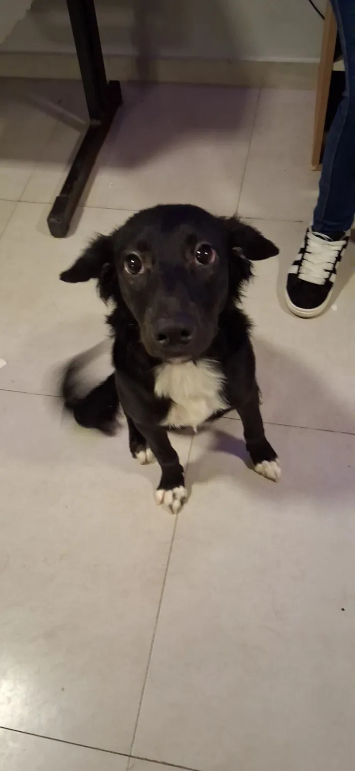 Cachorro raça SRD-ViraLata idade 7 a 11 meses nome Pandora 