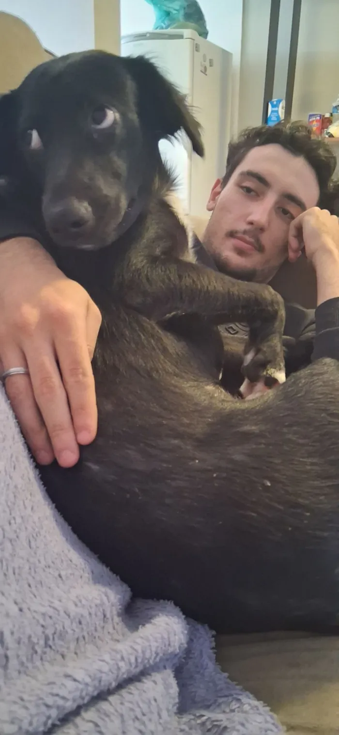 Cachorro raça SRD-ViraLata idade 7 a 11 meses nome Pandora 