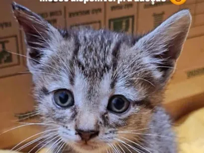 Gato raça SRD-ViraLata idade 2 a 6 meses nome Pirata