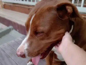 Cachorro raça Pit-Bull idade 6 ou mais anos nome Bruce