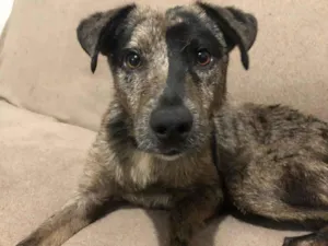 Cachorro raça SRD-ViraLata idade 1 ano nome Bradok