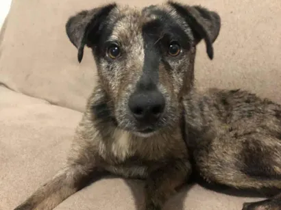 Cachorro raça SRD-ViraLata idade 1 ano nome Bradok