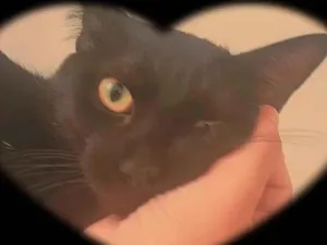 Gato raça SRD-ViraLata idade 1 ano nome PEETA 