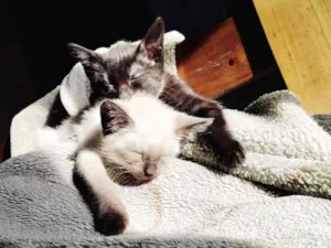 Gato raça Siamês idade 2 a 6 meses nome SEM NOME