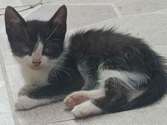 Gato raça SRD-ViraLata idade 2 a 6 meses nome Luke e mel