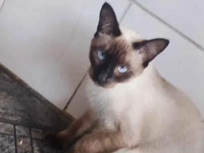 Gato raça Siamês idade 7 a 11 meses nome Lua
