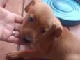 Cachorro raça SRD-ViraLata idade 2 a 6 meses nome Sem nome