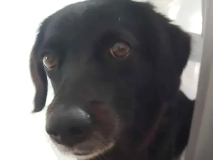 Cachorro raça SRD-ViraLata idade 4 anos nome KIARA