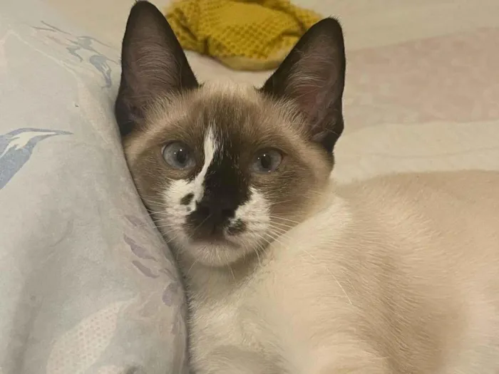 Gato raça Siamês idade 2 a 6 meses nome Soninho