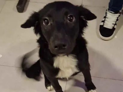 Cachorro raça SRD-ViraLata idade 7 a 11 meses nome Pandora 