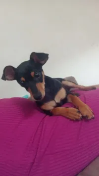 Cachorro raça Pinscher idade 1 ano nome Nico