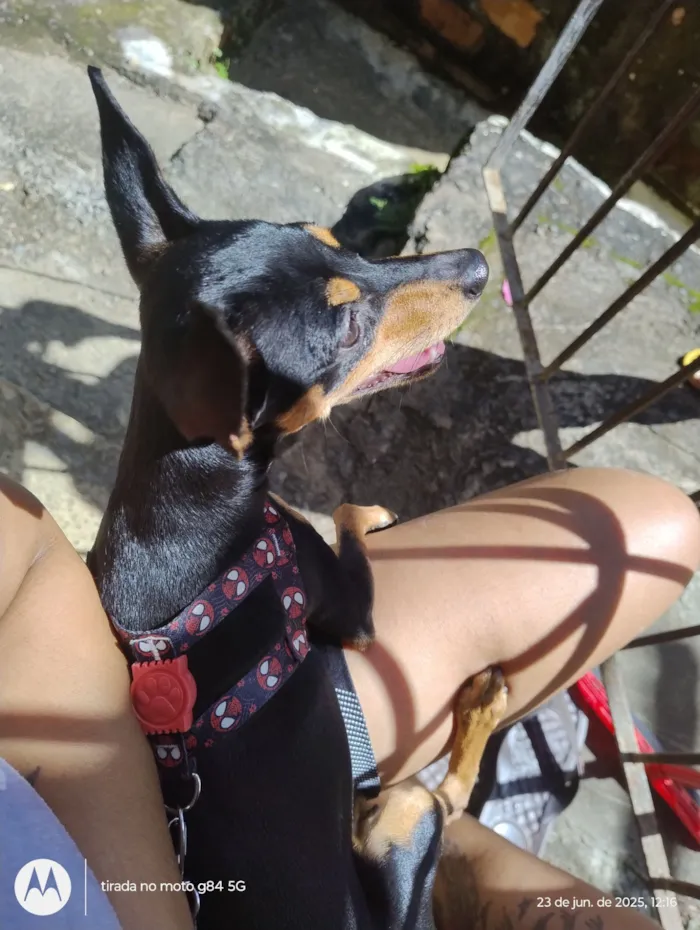 Cachorro raça Pinscher idade 1 ano nome Nico