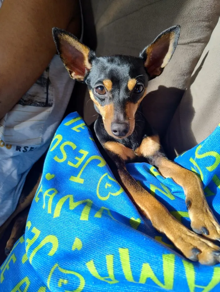 Cachorro raça Pinscher idade 1 ano nome Nico